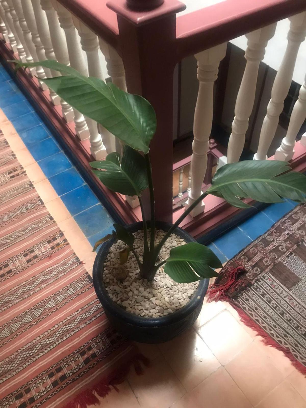 Hotel Riad Gnaoua Essaouira Bagian luar foto
